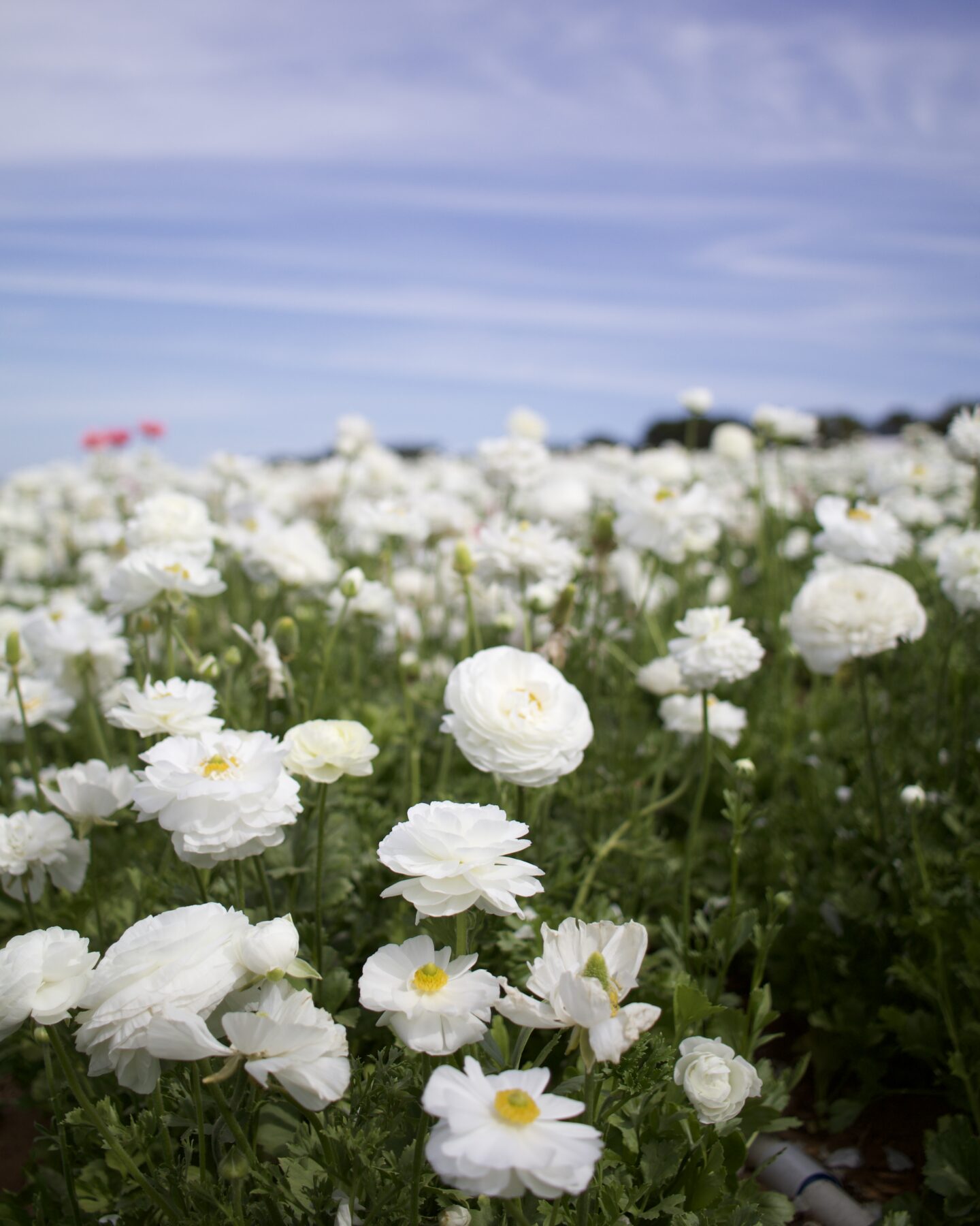 Picture of white ranunculus from the Carlsbad Flower Fields